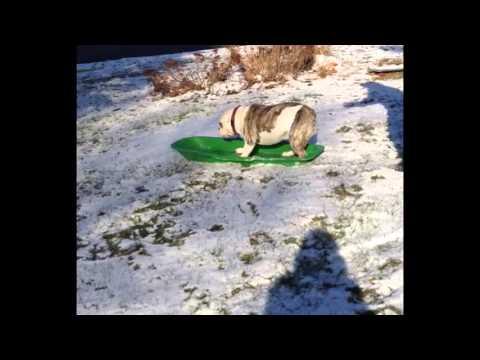 Dogs Who Love Winter Compilation