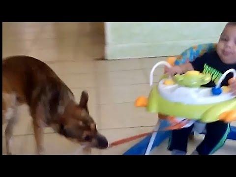 Dog Invents Baby Rollercoaster