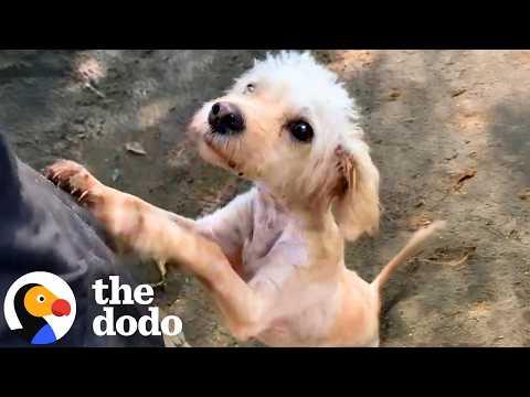 Matted Dog Is Unrecognizable After Life-Changing Groom #Video