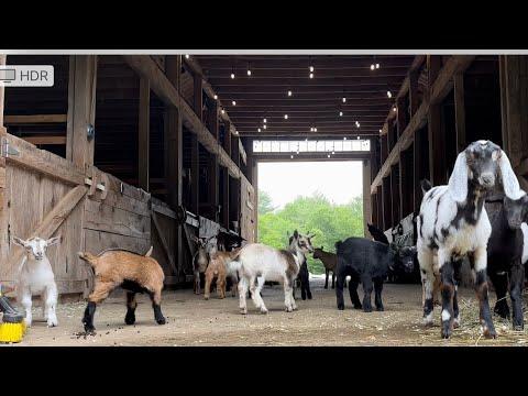 Goat kids think everything is a mountain to climb! Sunflower Farm Creamery #Video