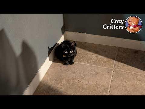 Cat With Dwarfism Refuses to Be Treated Like a Baby #Video