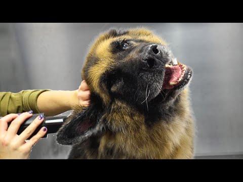 A love story between a German Shepherd and a blow dryer #Video