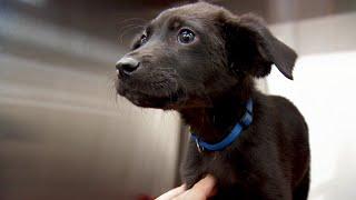 This Poor Little Pup Might Lose His Leg | Dr. Jeff: Rocky Mountain Vet