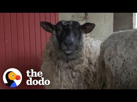 Rescue Sheep Runs To Her People When They Call Her Name Video