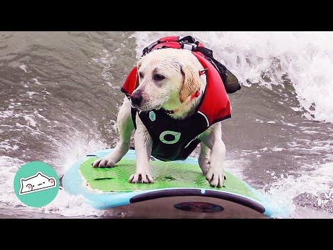 Surfing Dog Became Guy's Partner He's Always Dreamt Of #Video