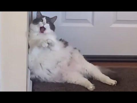 Charlie is old, fat and full of surprises #Video