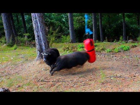 What happens when you leave a boxing bag in the Forest