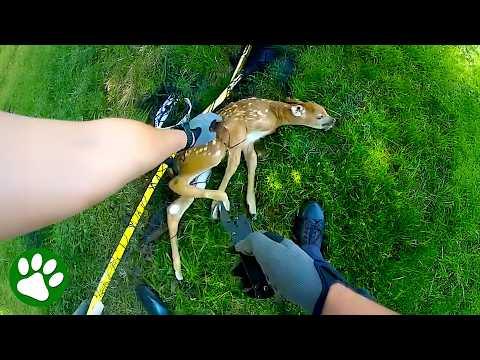 Officer helps baby deer reunite with its mother #Video