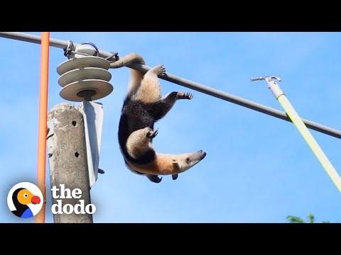 Anteater Rescued From Power Line #Video