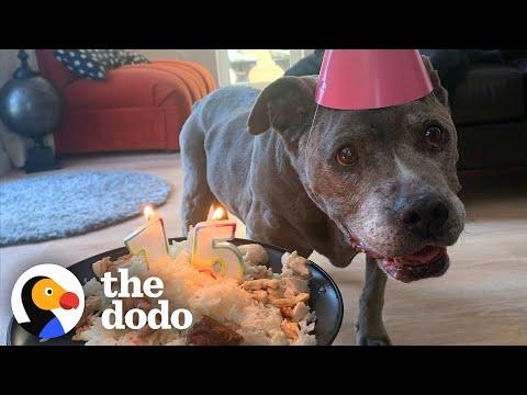 Senior Pittie's Best Years Are Yet To Come #Video