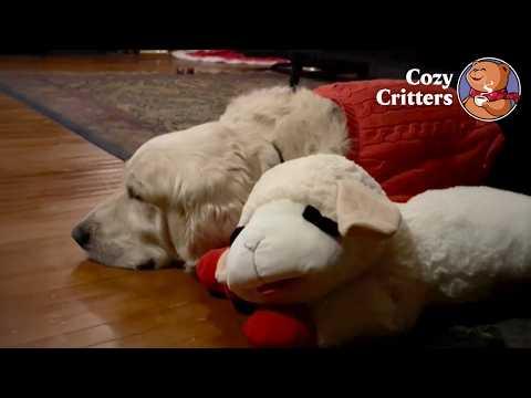 Everyone Thought It Was Cute — Until They Found Out Why He Never Let Go of the Toy #Video