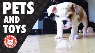 Play Time! | Pets and Their Favorite Toys