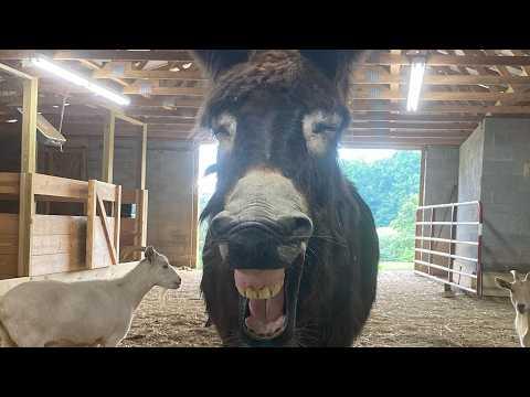 Bullied donkey learns to open gate so he can be with goat friend Video#