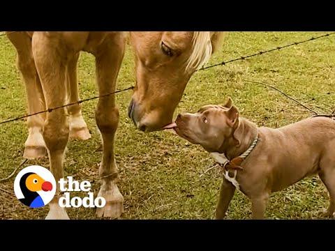 Shelter Pittie Can't Stop Kissing His New Human Sister #Video