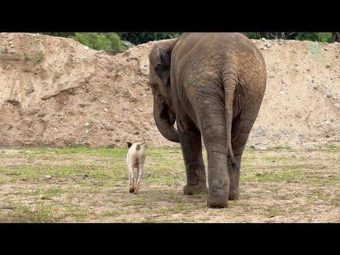 Unlikely Friends: Watch an Elephant and a Dog Share a Beautiful Bond - ElephantNews #Video