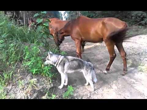 Dog Grazes With Horse