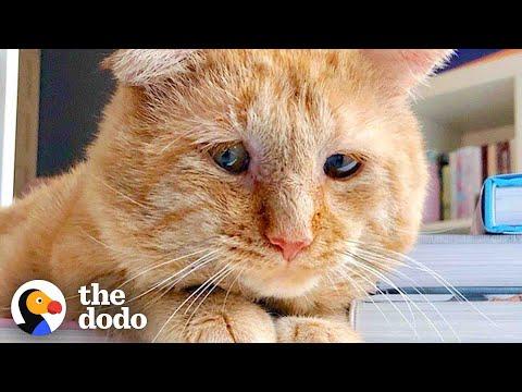 Sad Looking Cat Gets Adopted And Purrs For The First Time Ever #Video