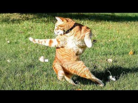 Inexplicable cat moments | Cats Being Funny and Cute #Video