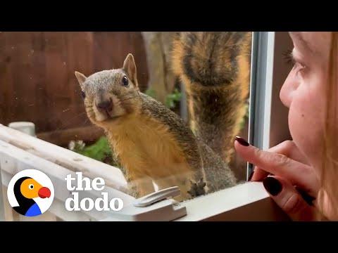 Wild Squirrel Taps On Woman's Window To Play #Video