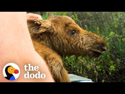 Fishermen Save Baby Moose From Drowning #Video