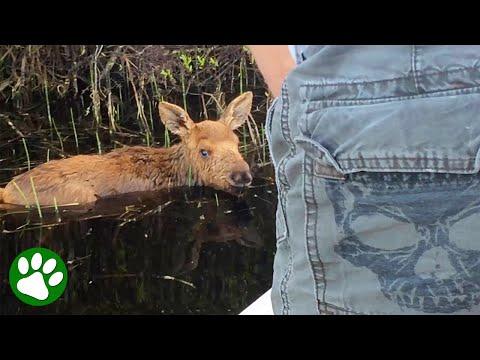 Baby Moose Rescued By Kind Fishermen #Video