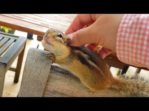 Baby Chipmunk Aram Loves A Neck Massage Video