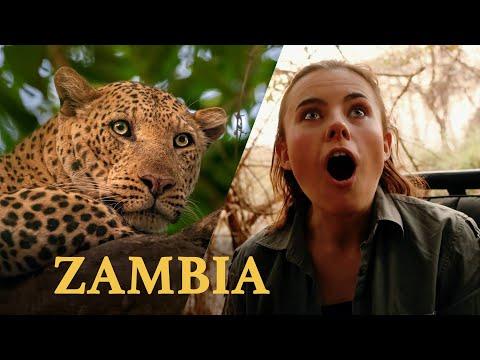 Wild Zambia: A Safari Adventure #Video