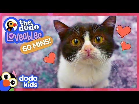 60 Minutes Of The Most Loveable Animals On Earth | 1 Hour Of Animal Videos | Dodo Kids #Video
