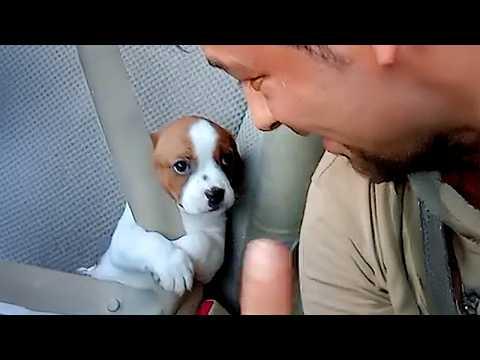 When Your Dog Realizes Your Boyfriend Is the Better Human #Video