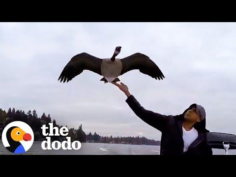 Guy Raises Abandoned Baby Goose And Teaches Her To Fly #Video