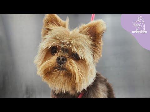 The Owner Warned Me He's A Spicy Jalapeno | Yorkshire Terrier #Video