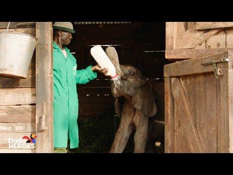 Baby Elephant Orphan is Raised by the Best Human Friends | The Dodo Heroes Season 2