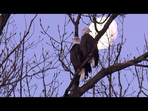 WATCH: More than 1,000 bald eagles seen at wildlife refuge just north of Kansas City #Video