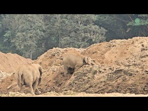 Baby Elephant LekLek Conquers the Mud Mountain! - ElephantNews #Video