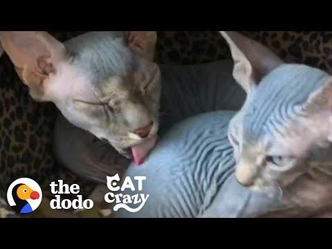 Hairless Cat Brothers Love To Wrestle And Growl At Each Other | The Dodo Cat Crazy