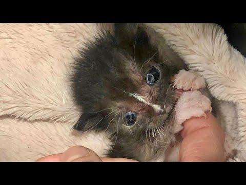 Rescue Tiny and Fragile Kitten Was Stressed Out By Her Cat Mom Since She Was Born