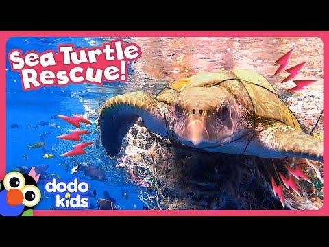 Can Anyone Untangle This Sea Turtle From A Fishing Net? | Dodo Kids #Video