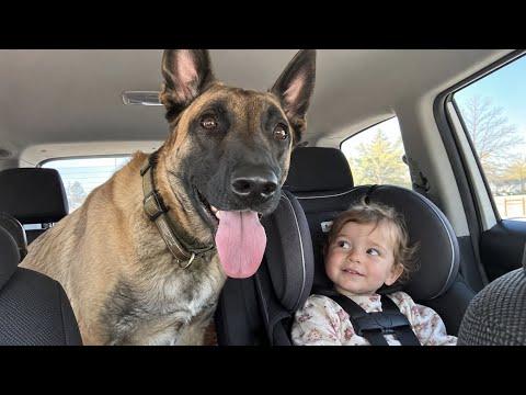 I Got a Belgian Malinois… The Baby Got a Bodyguard  #Video