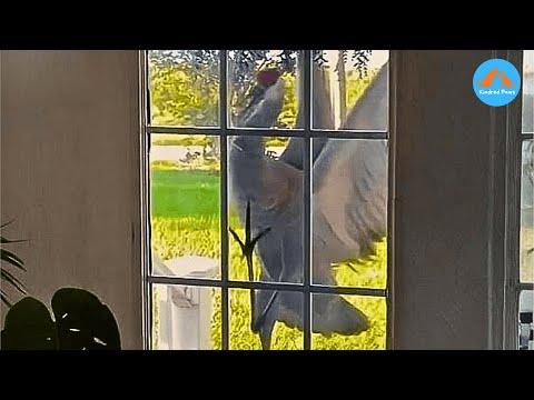 Wild Crane Knocks Every Year—But Wait Until You See Why #Video