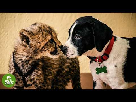 This Rejected Cheetah Cub Met A Shelter Puppy — Now They’re Inseparable #Video