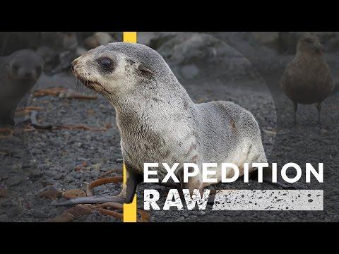 Seal Pups: Ferociously Cute And Worth Protecting