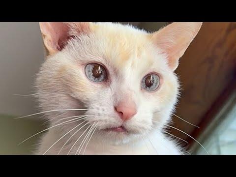 Woman takes home cat that hated everybody. Here's what happened. #Video