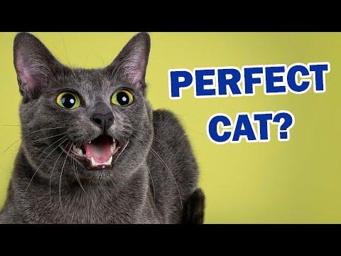 Korat Cat 101 - The 'Almost' Perfect Cat Breed #Video