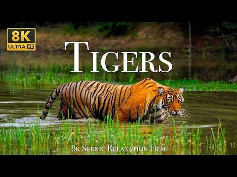 Tigers 8K - Scenic Wildlife Film With Calming Music #Video