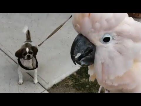 Cockatoo barks when he sees dogs #Video