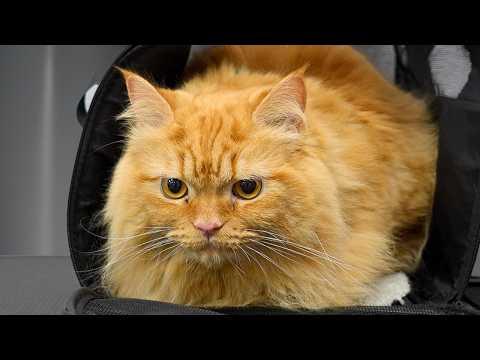 I Tried Grooming an Orange Maine Coon...He Threatened Me #Video