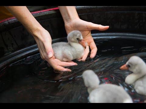 Baby flamingo chicks learn to swim