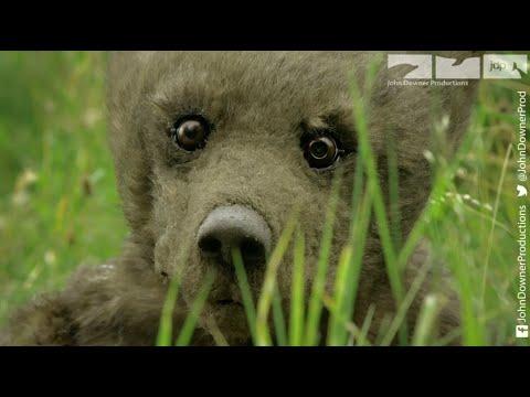 Robotic Spy Bear Goes Fishing With Real Grizzlies. Will He Survive? #Video