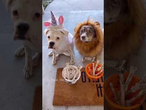When dogs go trick or treating | Layla The Boxer #Video