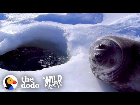 Watch this wild baby seal overcome his fear of the water! | The Dodo Wild Hearts